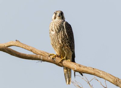 Peregrine falcon-young