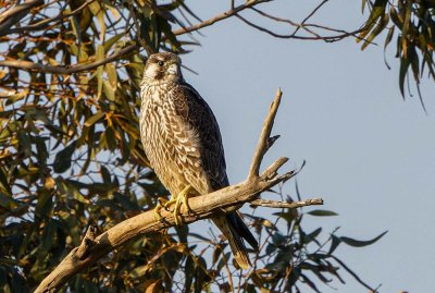 Peregrine falcon-young