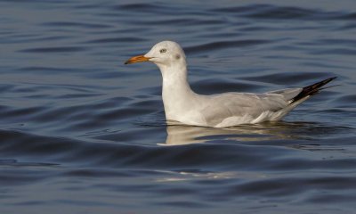 Seagull