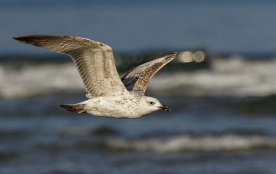 Seagull