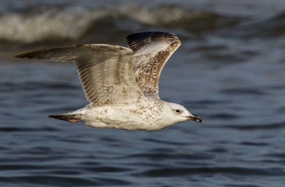 Seagull