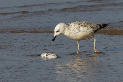 Seagull
