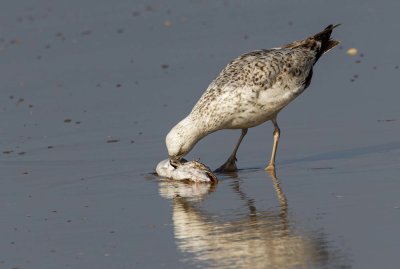 Seagull