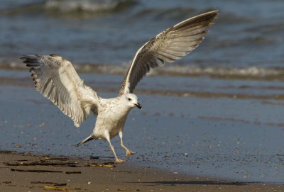 Seagull