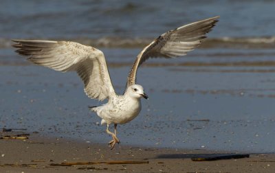 Seagull