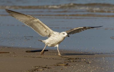 Seagull