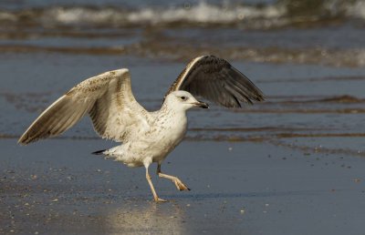 Seagull
