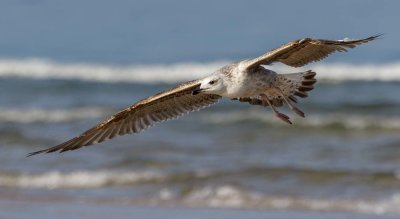 Seagull