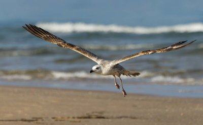 Seagull