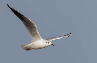 Seagull