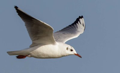 Seagull