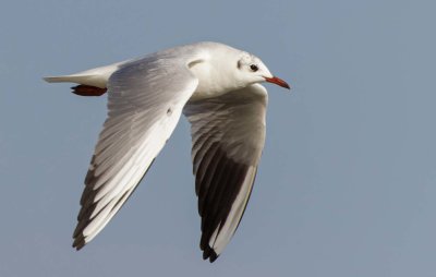 Seagull