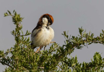 Woodchat Shrike