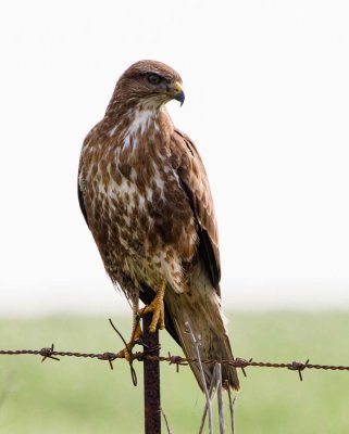 Common Buzzard
