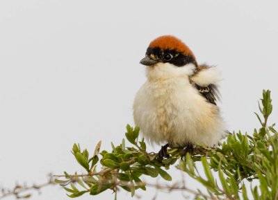 Woodchat Shrike