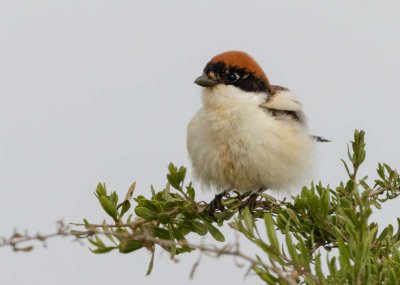 Woodchat Shrike