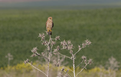 Common Kestrel