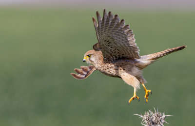 Common Kestrel