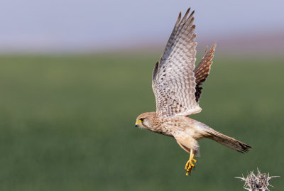 Common Kestrel