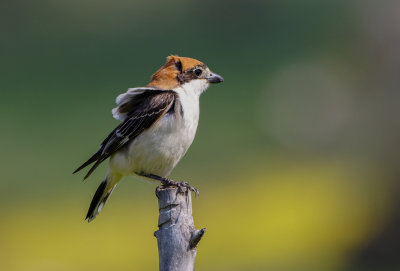 Woodchat Shrike