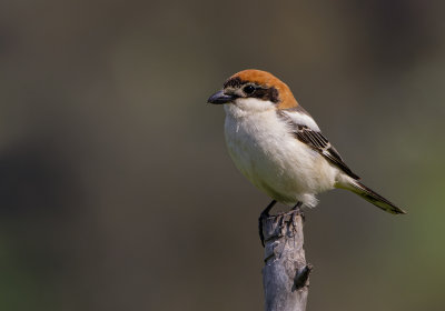 Woodchat Shrike