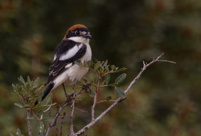 Woodchat Shrike