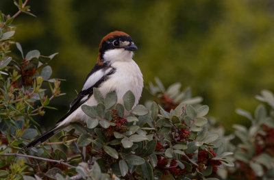 Woodchat Shrike