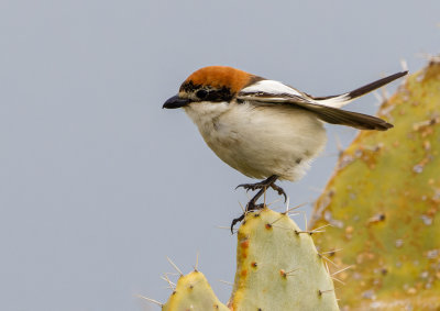 Woodchat Shrike