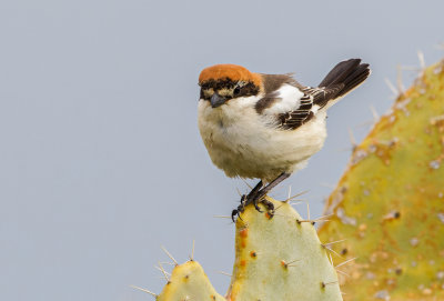 Woodchat Shrike