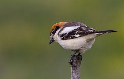 Woodchat Shrike