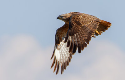 Common Buzzard