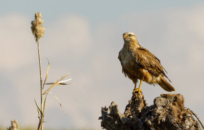 Common Buzzard