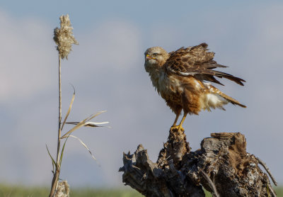 Common Buzzard