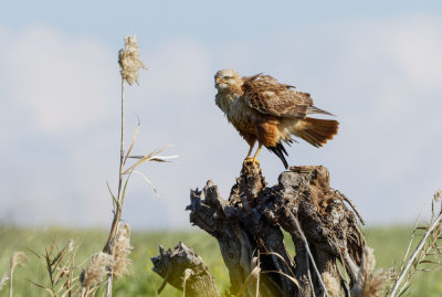 Common Buzzard