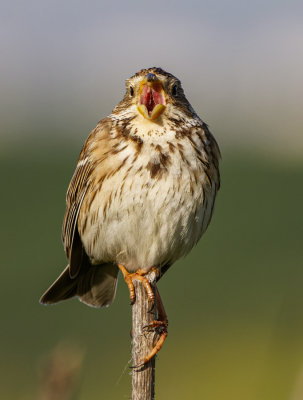 Corn Bunting