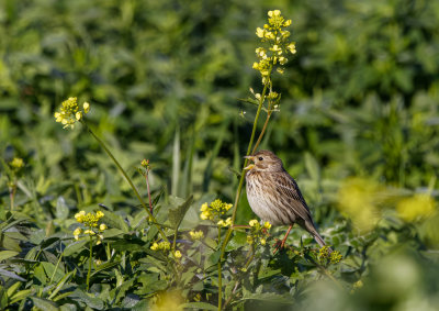 Corn Bunting