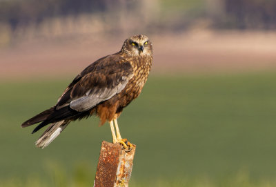 Marsh Harrier