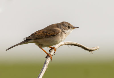 Whitethroat