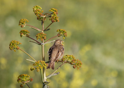 Corn Bunting