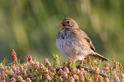 Corn Bunting