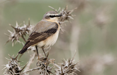 Northern Wheatear