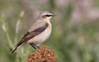 Northern Wheatear