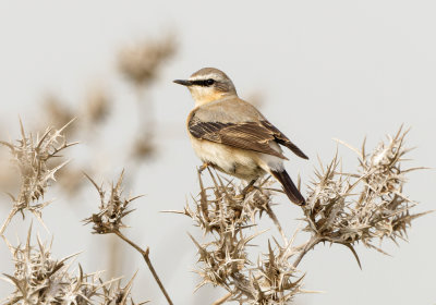 Northern Wheatear
