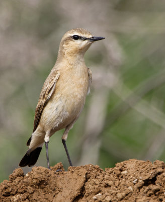 Northern Wheatear