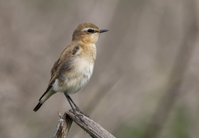 Northern Wheatear