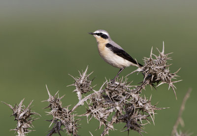 Northern Wheatear