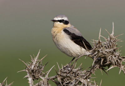 Northern Wheatear