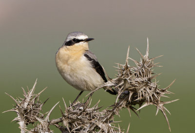 Northern Wheatear