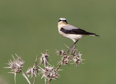 Northern Wheatear