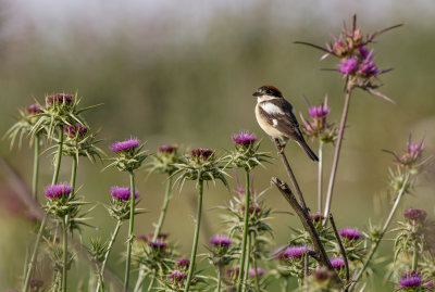 Woodchat Shrike